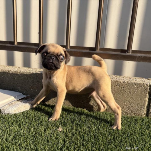 pet_img_1_0moagv520boi.jpg