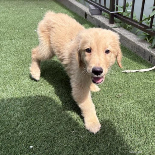 pet_img_1_azu0eaafkft4.jpg