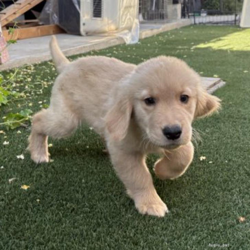 pet_img_1_663drbvqatz4.jpg