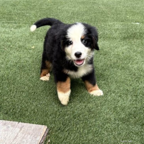pet_img_1_buzzxdwdqf20.jpg