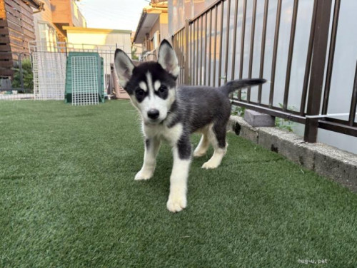 pet_img_2_uwr86qch6fot.jpg