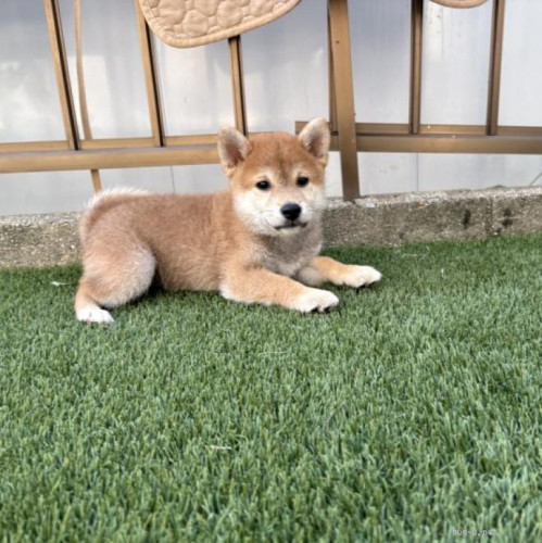 pet_img_1_8xpa2ax3evnn.jpg
