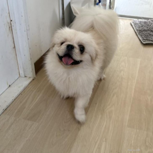 pet_img_1_wdg2h23o098b.jpg
