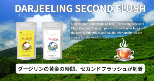 2025 ダージリンセカンドフラッシュ入荷のお知らせ