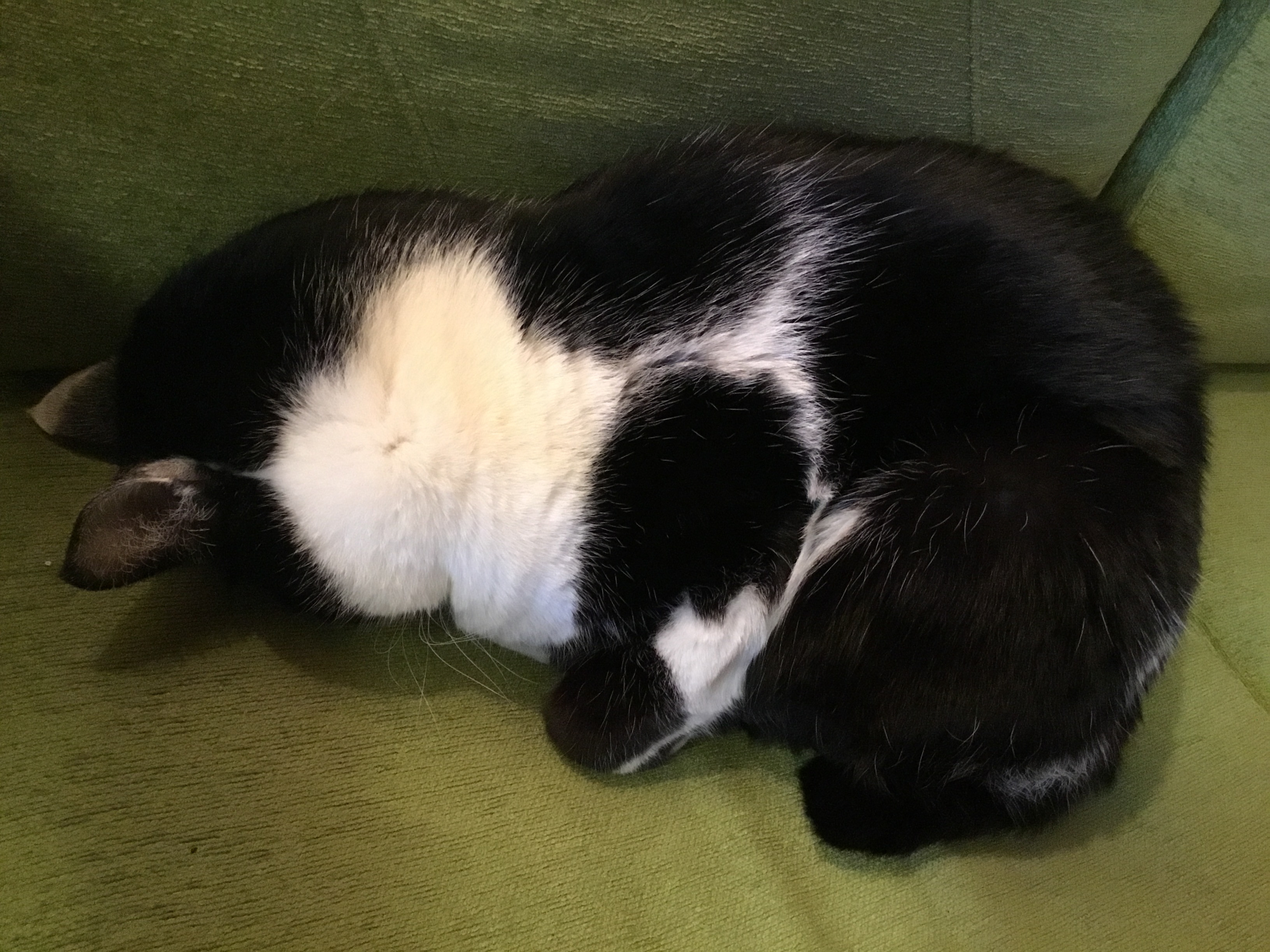 施術料金改定のお知らせ