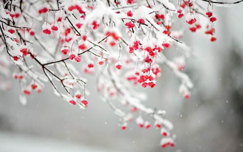 Winter-Blooming-Tree.jpg