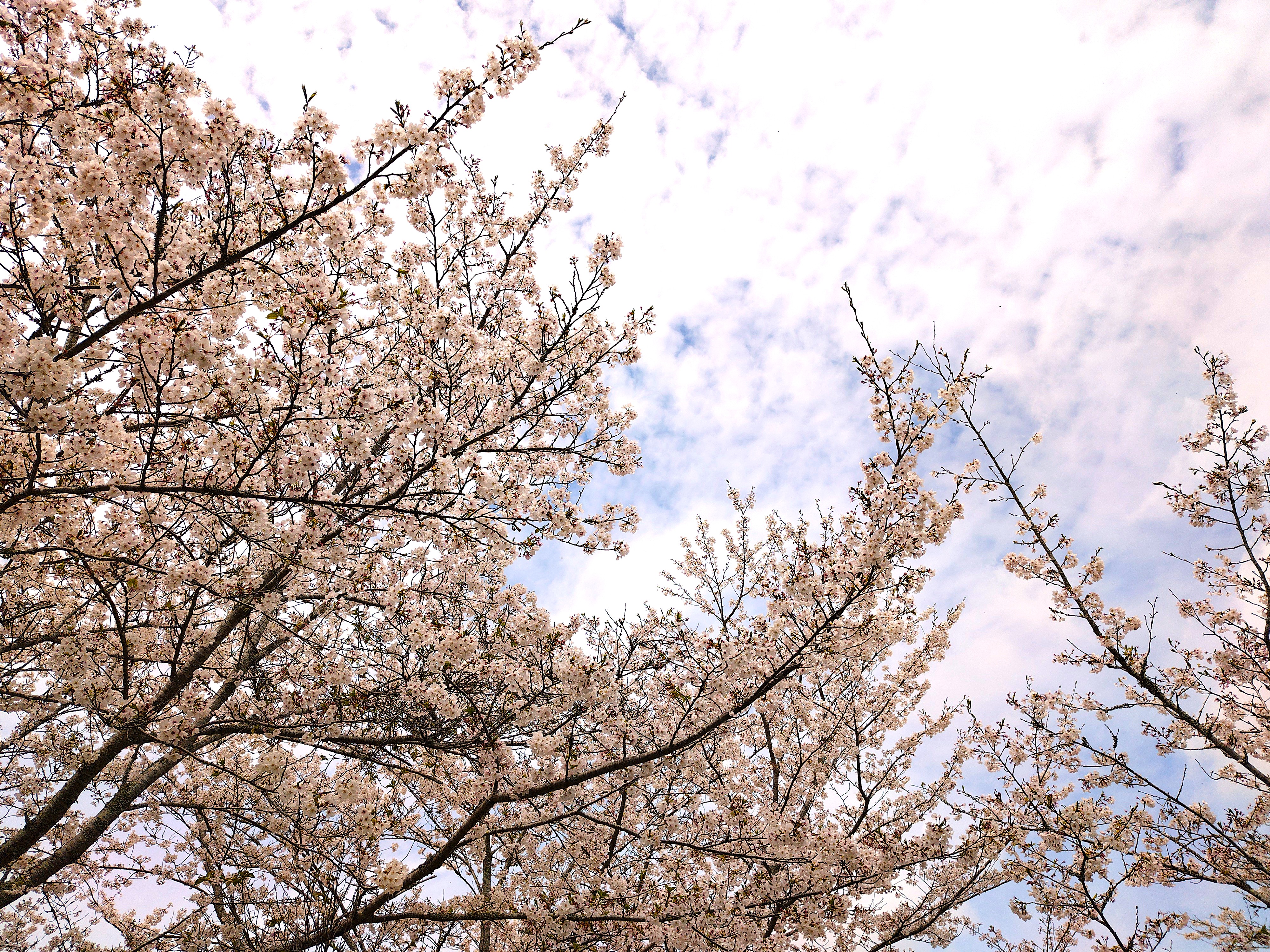 桜満開！
