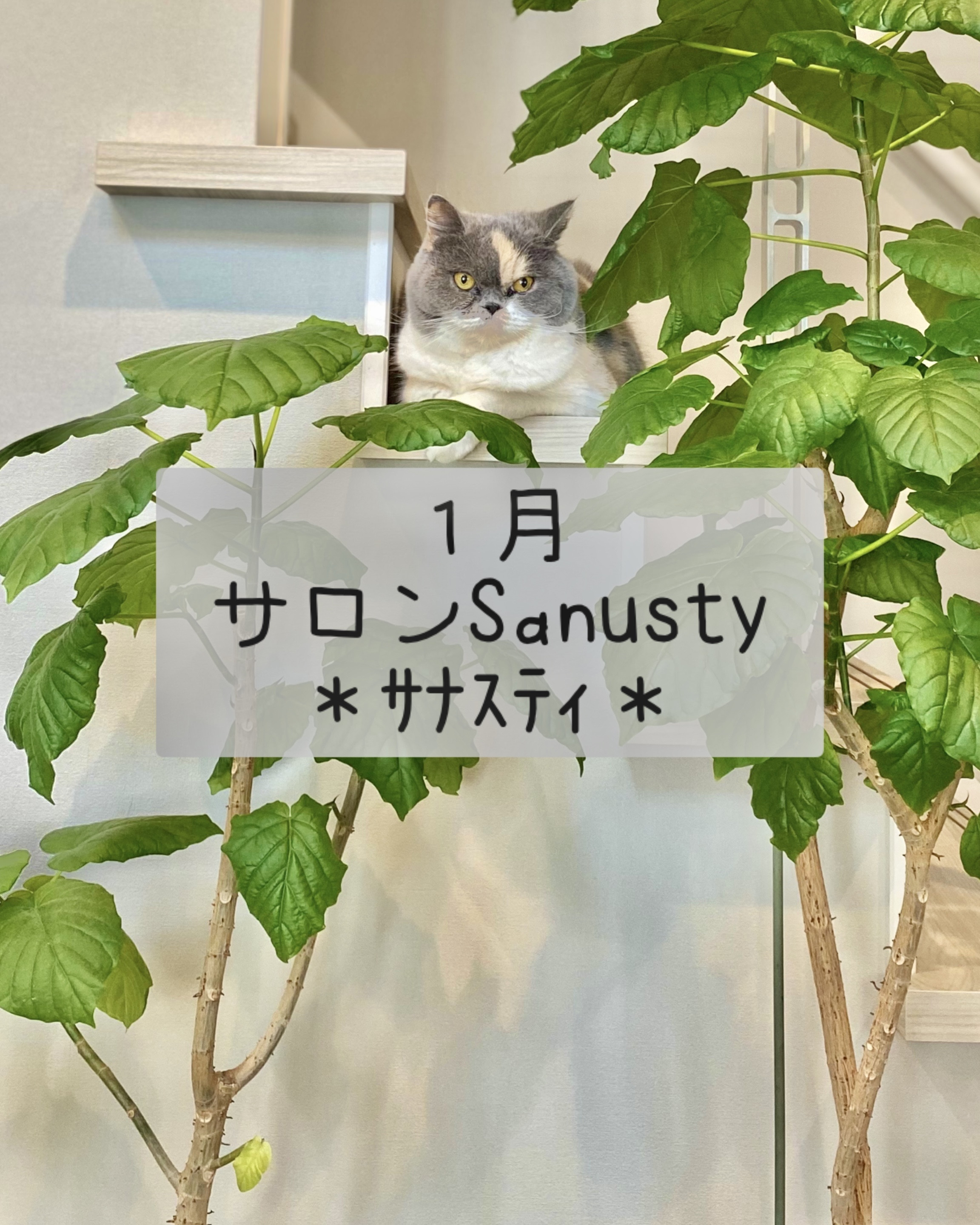 1月のご予約空き状況カレンダー更新しました🎍🌅