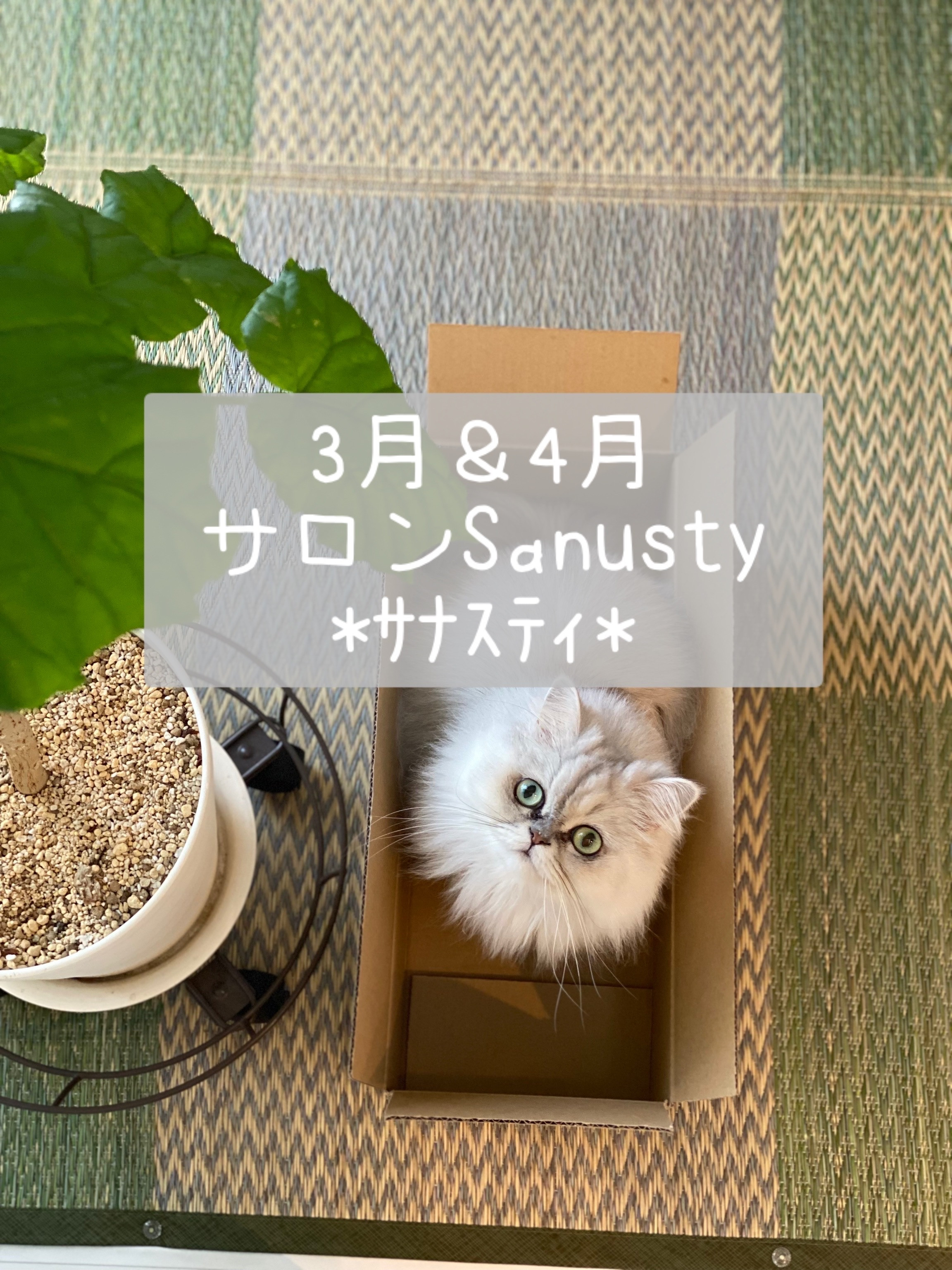 3・4月のご予約空き状況カレンダー更新しました❀