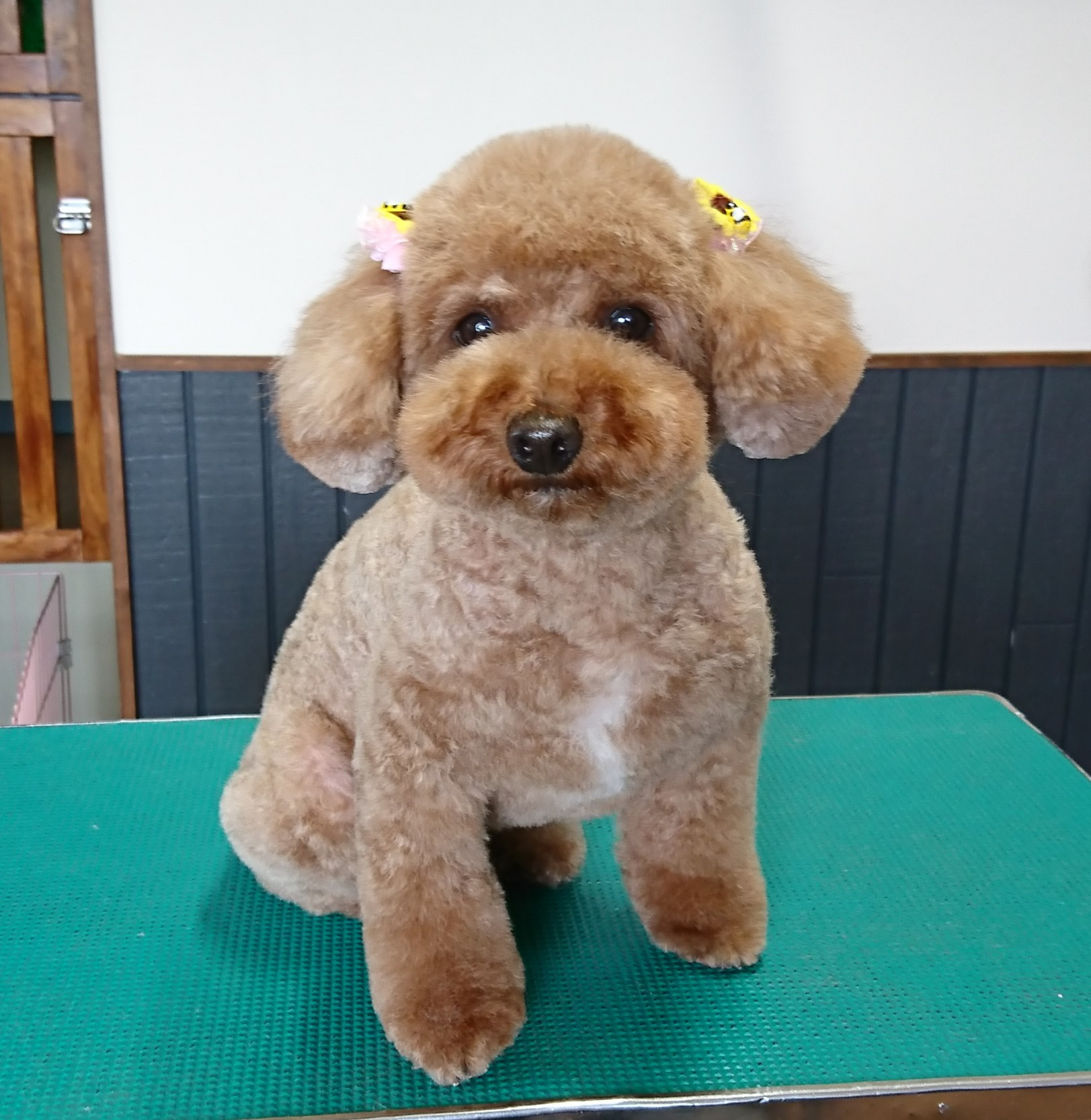 モコちゃん Dog Salon Ri Dsm りずむ 津市トリミング ホテル