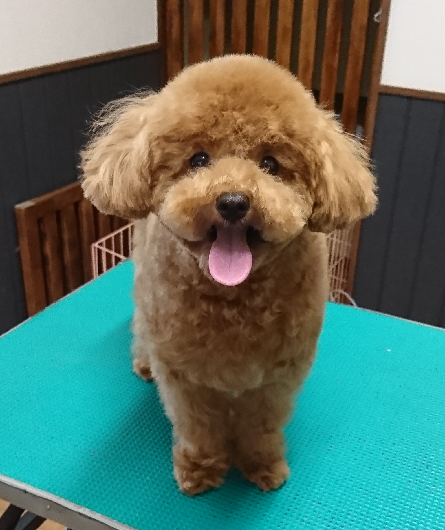 もこちゃん Dog Salon Ri Dsm りずむ 津市トリミング ホテル