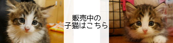 販売中の子猫はこちら