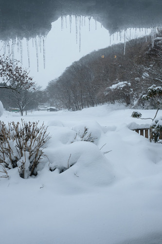 雪の季節になりました