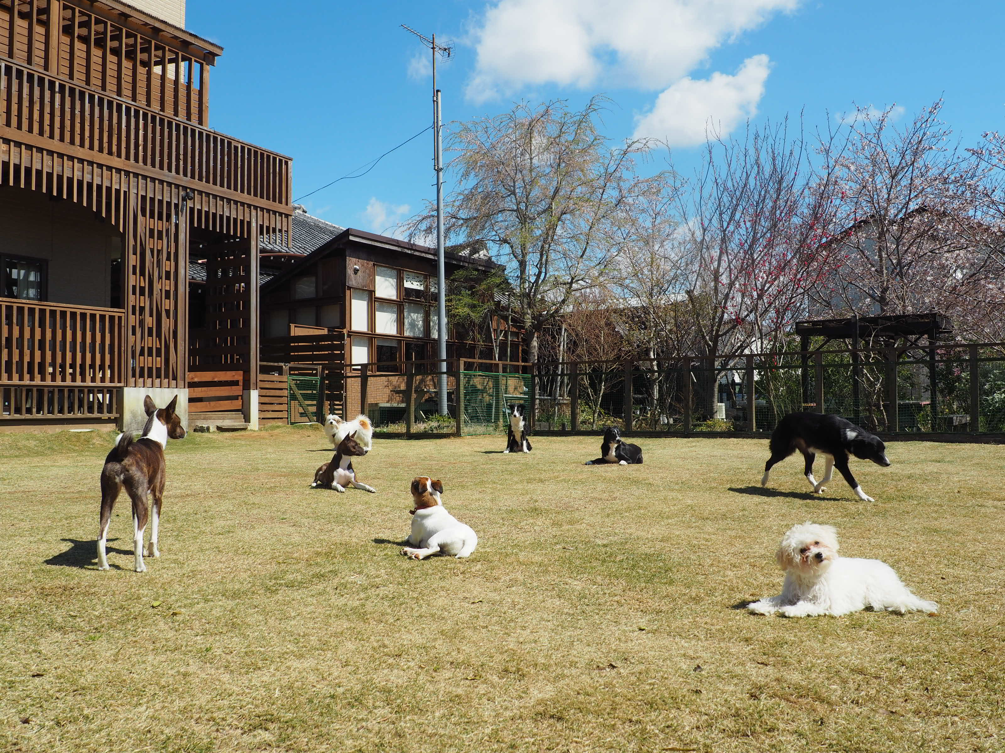 コロナに負けるな第二弾！『愛犬のランランデイケアサービス』スタート♪