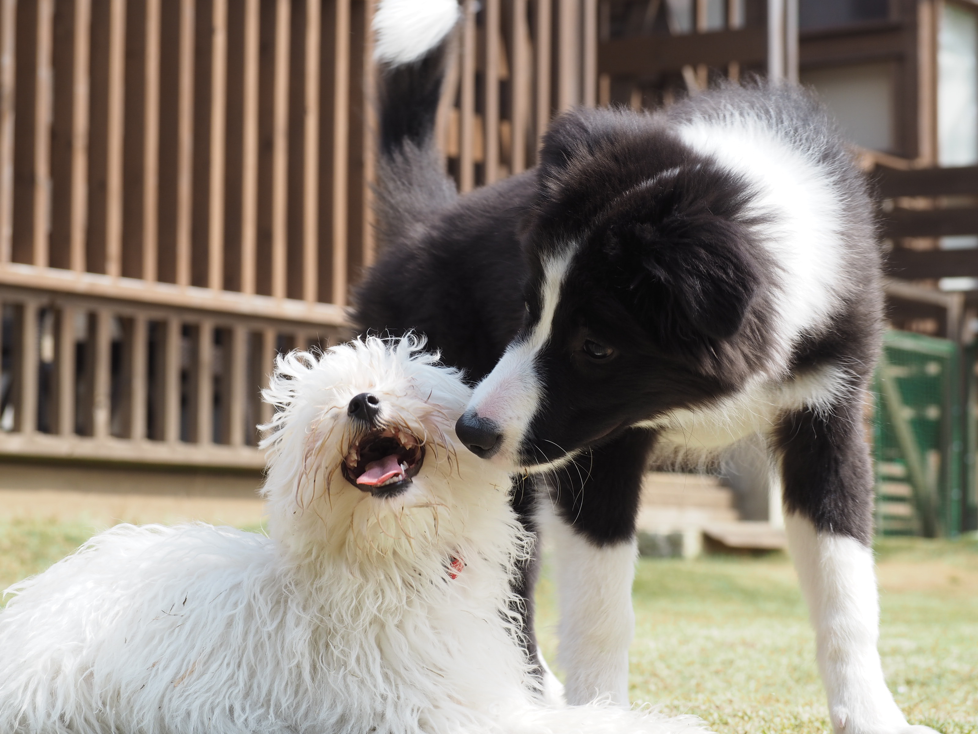 『愛犬のランランデイケアサービス』5月更新！