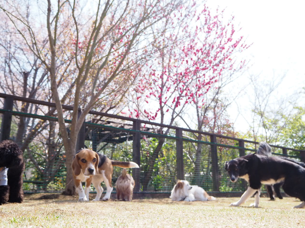 フィールドに紅葉の木を♪