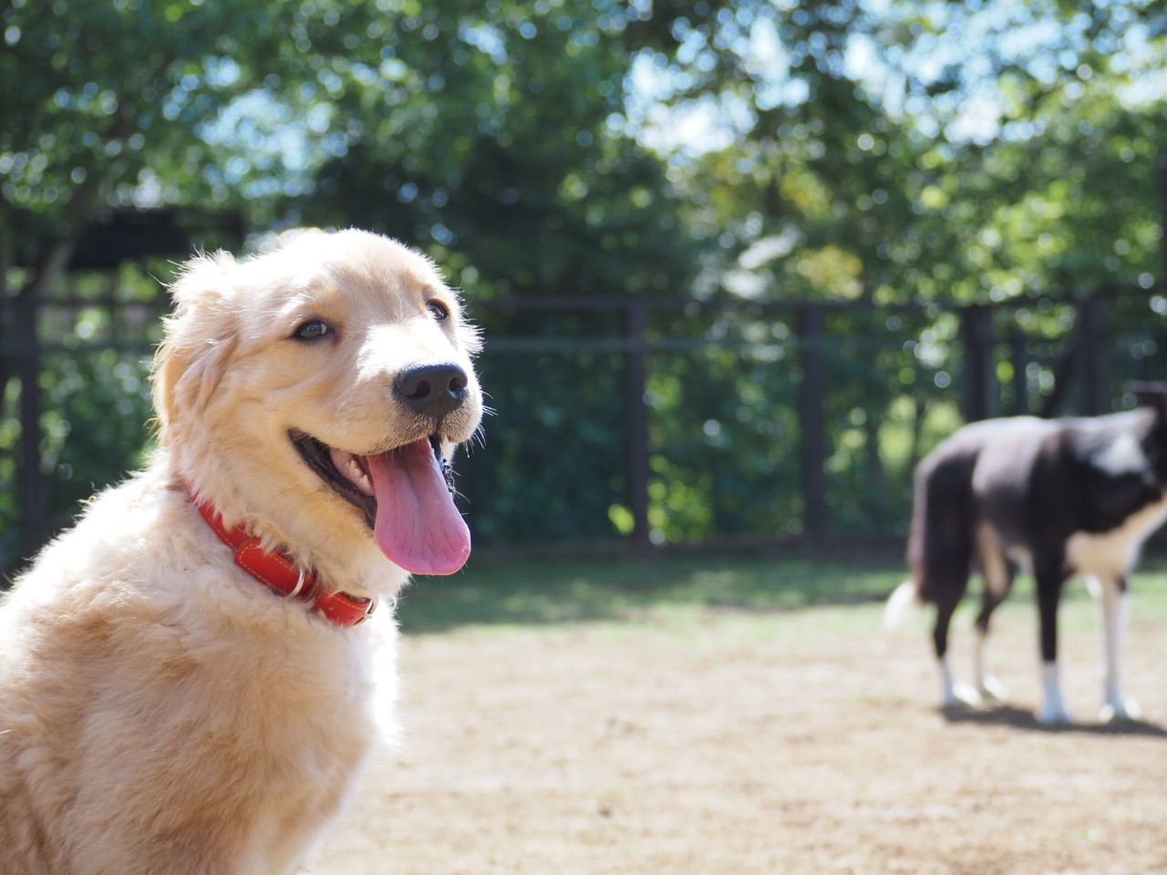 仔犬のための1weekホームステイプラン