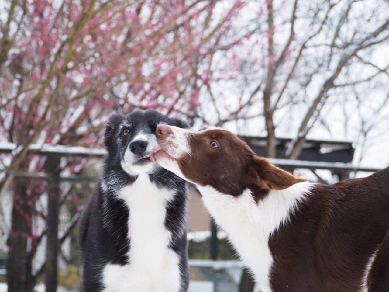 成犬のためのホームステイプラン