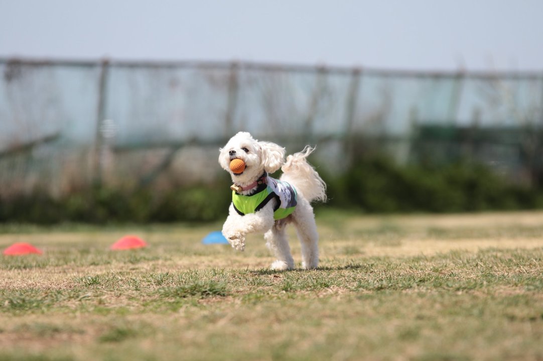 anifunディスクドッグ練習会🥏
