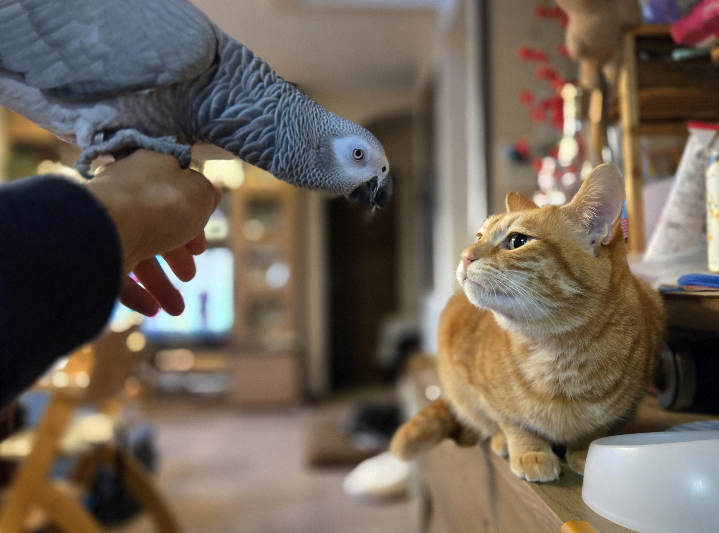 癒しの保護猫、咲ちゃん♪おしゃべり保護ヨウム、ベニちゃん♪