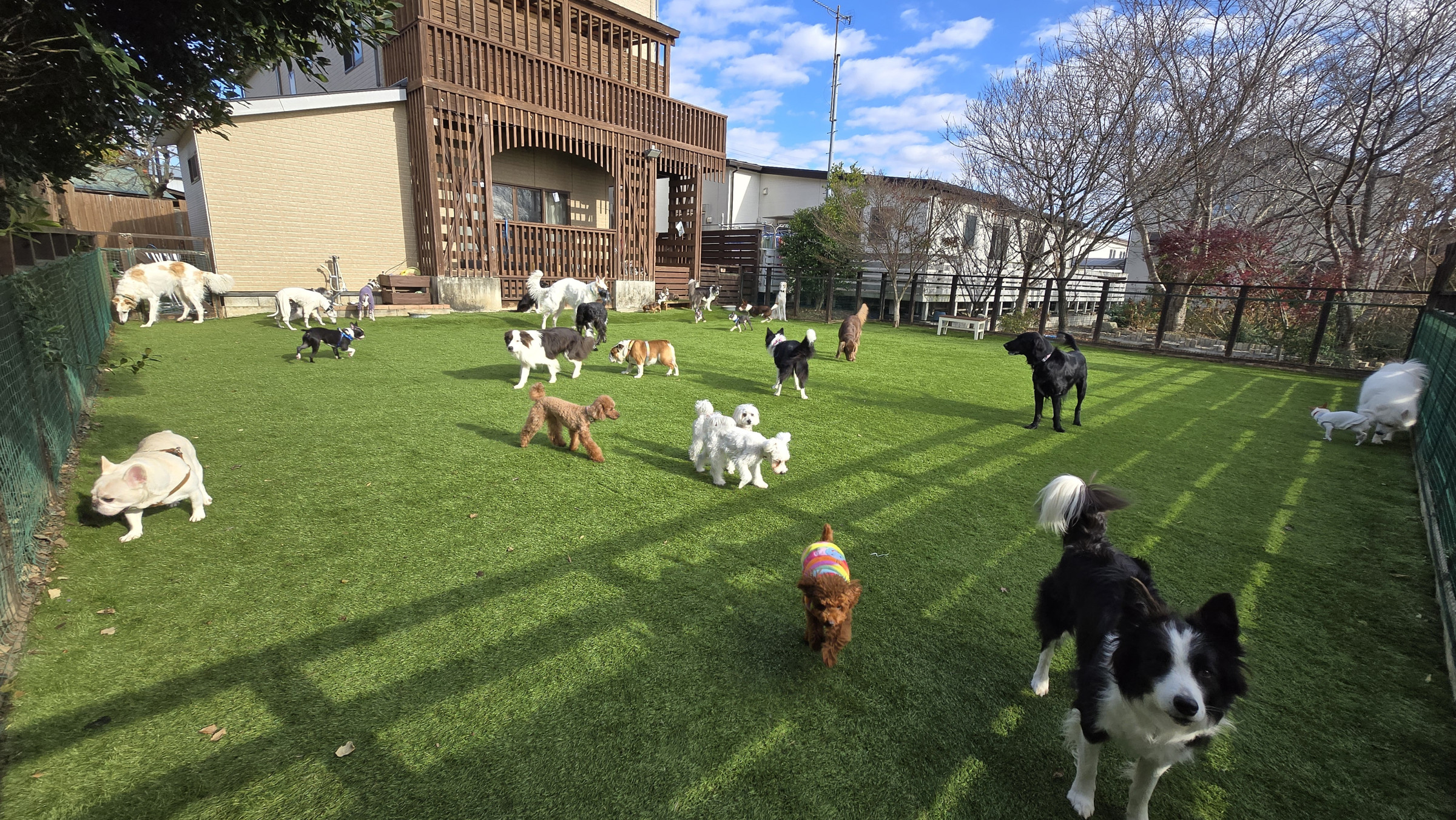 ワンコのための広い芝生！ホームステイものんびり過ごせるよ～♪