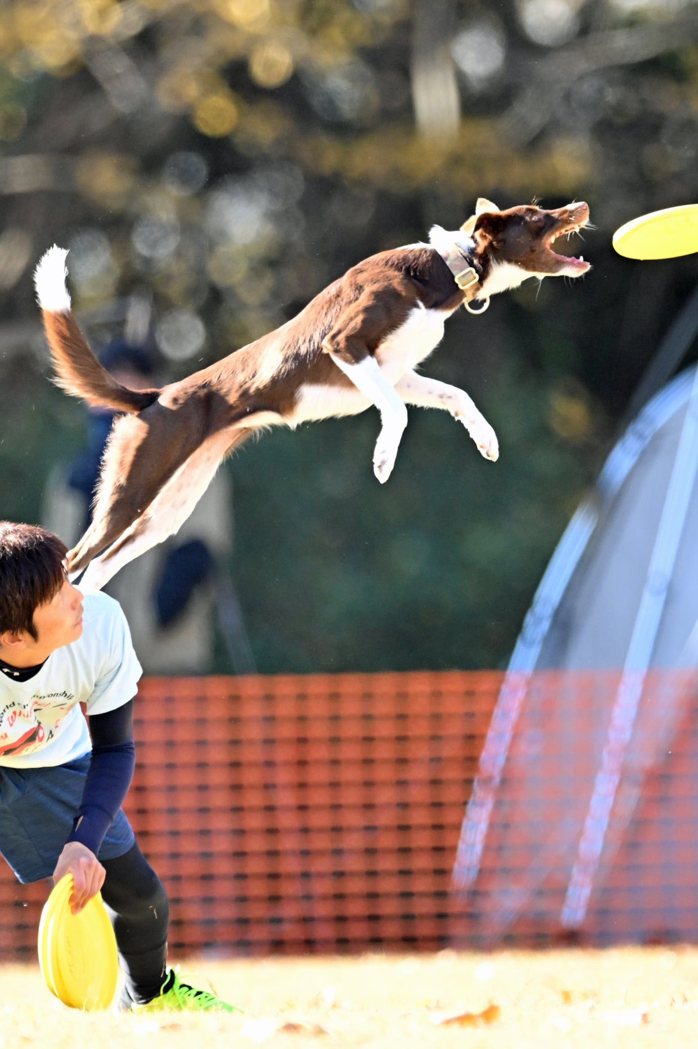 イベントやディスクドッグショーにも活躍中！