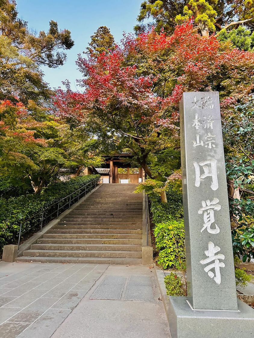 北鎌倉円覚寺塔頭如意庵で開催された「霜月の茶和会」が大盛況で終了しました。