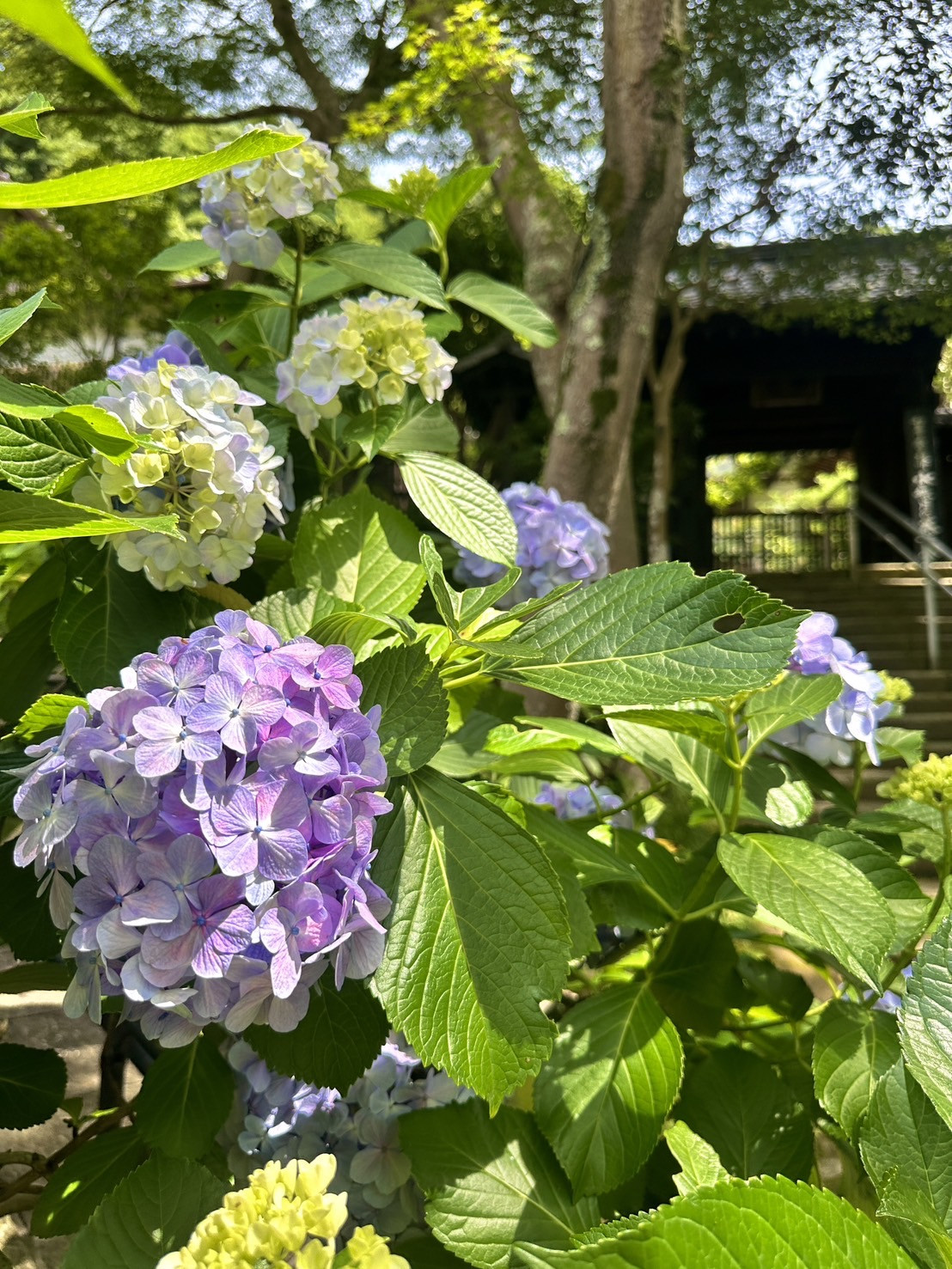 北鎌倉円覚寺塔頭如意庵で開催された「水無月の茶話会」が大盛況で終了しました。