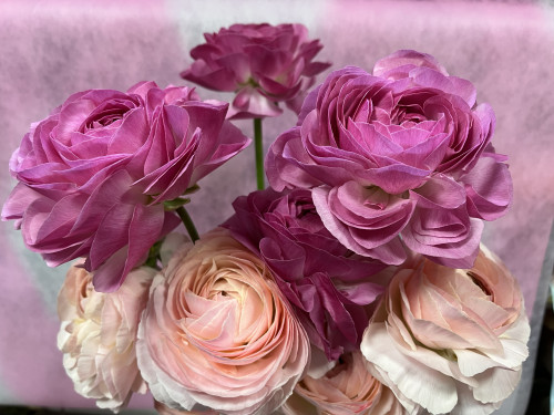 本日のおすすめ✨