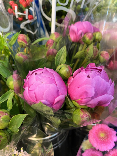 本日のおすすめ✨