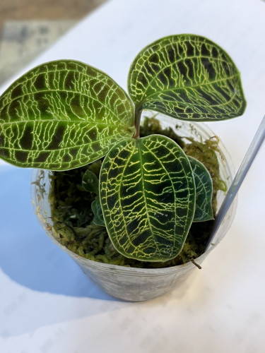 本日のおすすめ✨