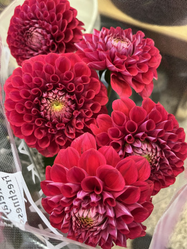 本日のおすすめ✨