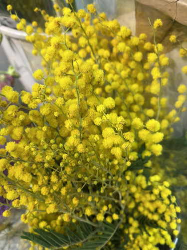 本日のおすすめ✨