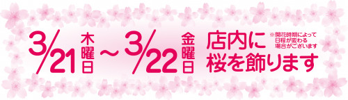 桜飾ります.jpg