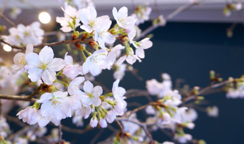 sakura_1.jpg