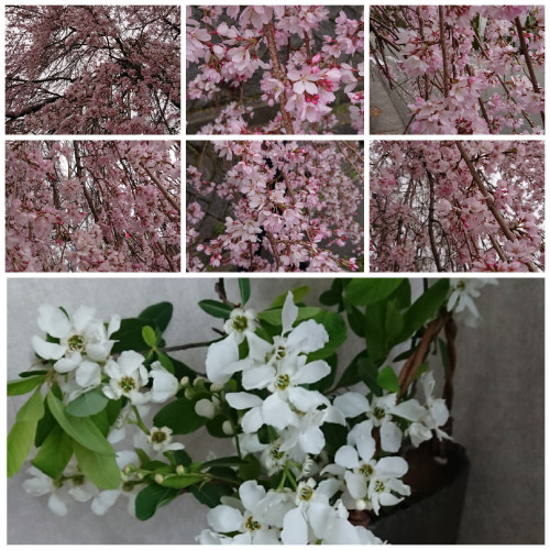 PhotoEditor-20200330184205.jpg