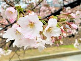 ashiyagawa-8.jpg