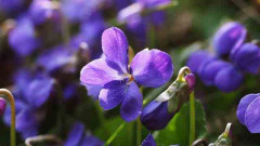 Flower-language-violets.jpg