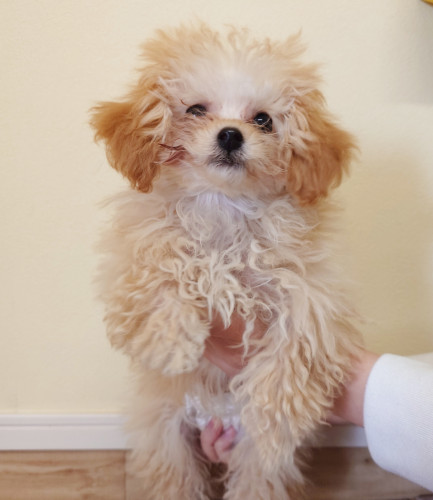 チュチュちゃん