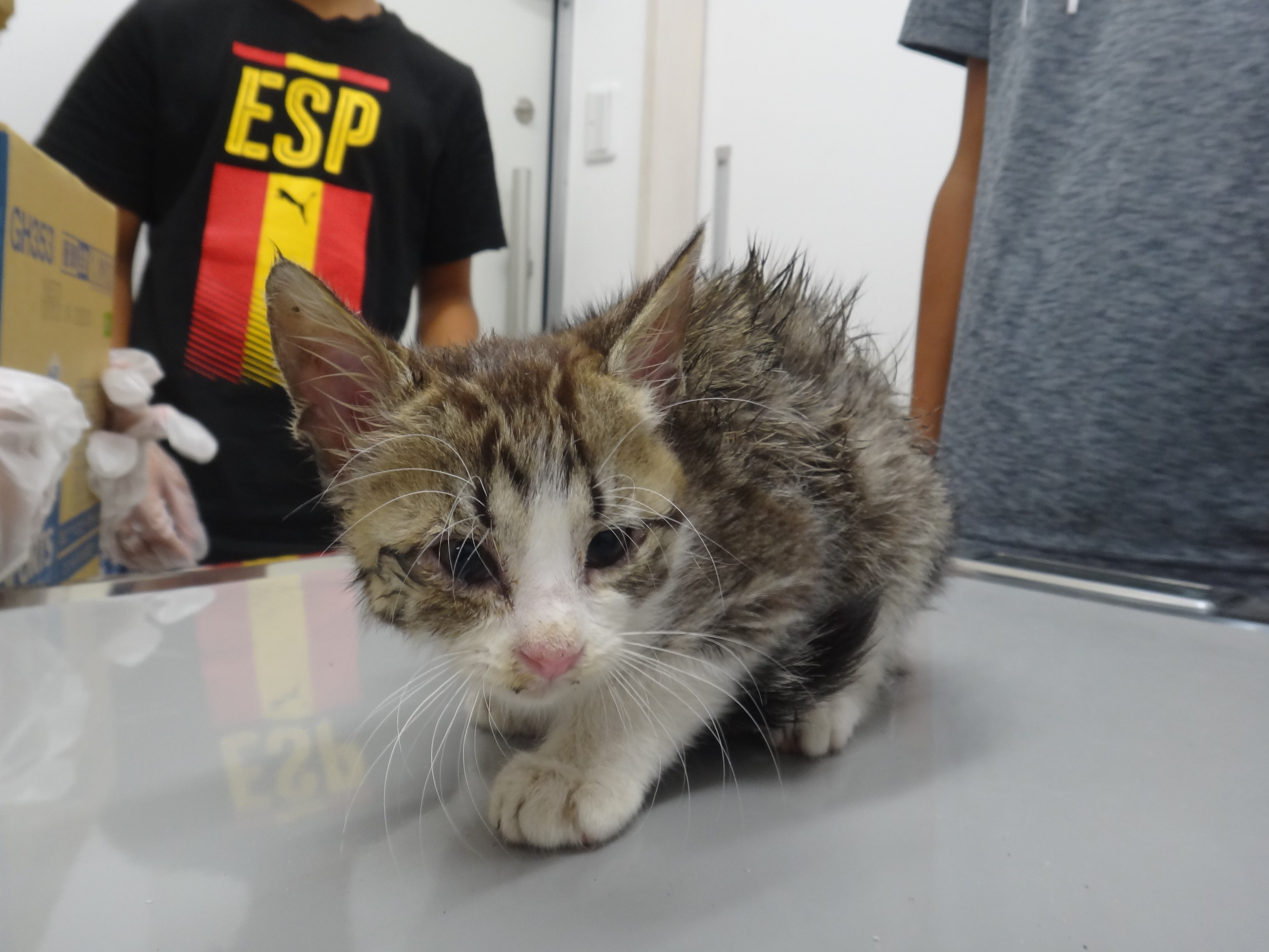 保護猫.jpg