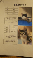 7月猫ちゃん2.jpg