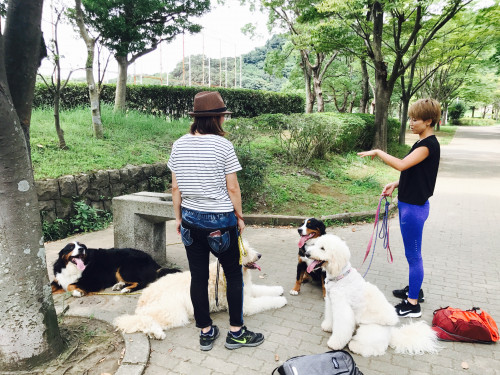 メニュー 料金 Dog Spirit Lead With Energy