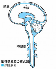 脳脊髄液.jpg