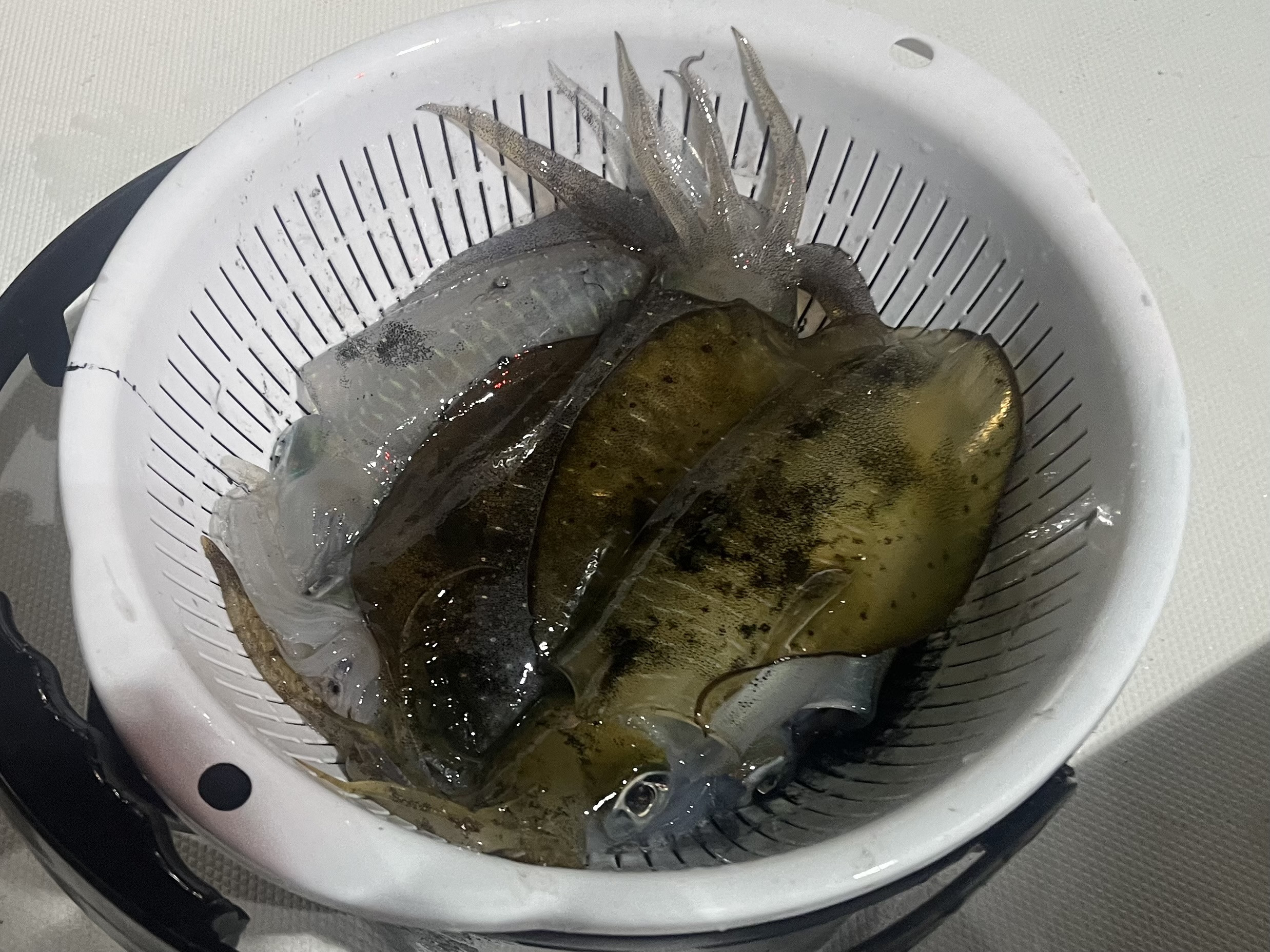 秋の3種で・・・大満足‼️