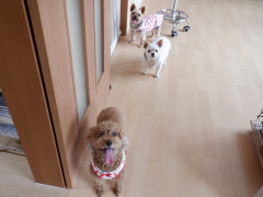 DSCF0690.JPG