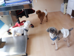 DSCF0857.JPG