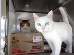 DSCF1200.JPG