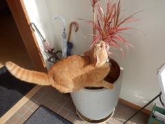 DSCF1503.JPG