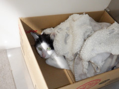 DSCF1687.JPG