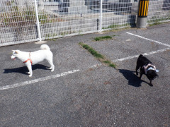 DSCF1811.JPG